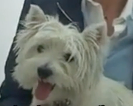 Vétérinaire Nyon, Veterinaire Nyon, Nyon Veterinaire, Nyon Vétérinaire, cabinet vétérinaire Nyon, cabinet veterinaire Nyon, clinique vétérinaire Nyon, vétérinaire de Garde Nyon,veterinaire de Garde Nyon, Cabinet Vétérinaire International