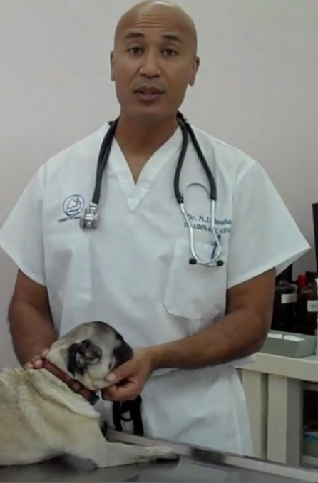 Vétérinaire Nyon, Veterinaire Nyon, Nyon Veterinaire, Nyon Vétérinaire, cabinet vétérinaire Nyon, cabinet veterinaire Nyon, clinique vétérinaire Nyon, vétérinaire de Garde Nyon,veterinaire de Garde Nyon, Cabinet Vétérinaire International